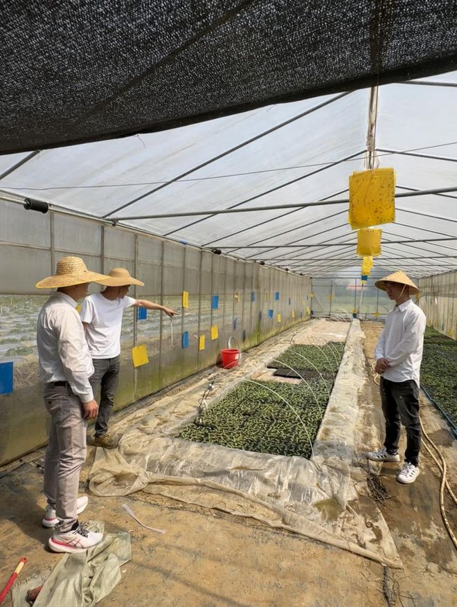 龙门有机蔬菜健康配送到家(图3)