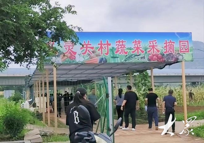 小村种植产业“上新”！村民集体实现双增收(图1)
