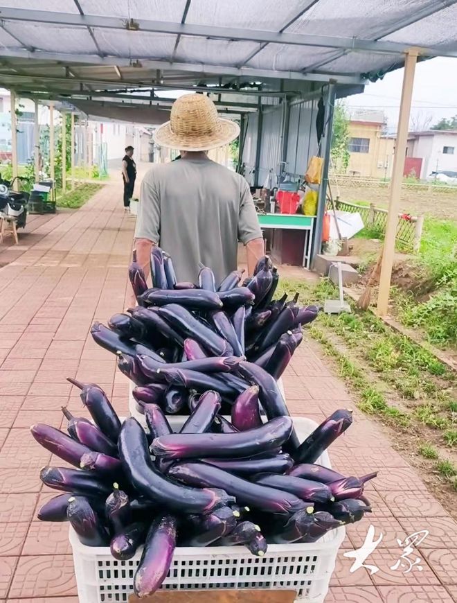 小村种植产业“上新”！村民集体实现双增收(图4)