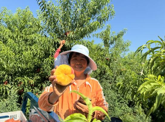 安阳梁庄镇：鲜桃喜丰收果农乐开颜(图2)