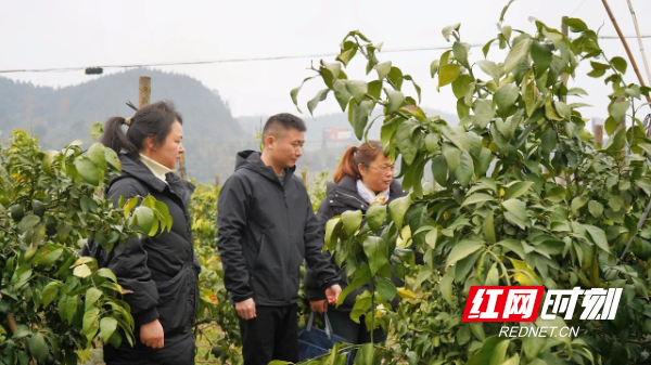 渌口区开展2024年绿色食品现场检查工作(图2)