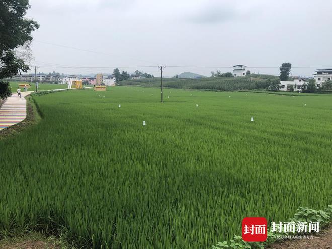 四川广安2024年农业农村工作第二次大比武落幕13个考点过堂(图7)