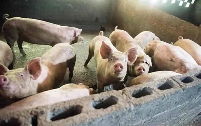 建议严查农民私自养猪只有这样才是对农民最大的好(图1)