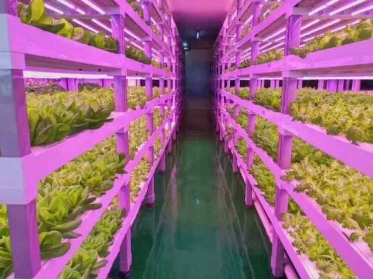 探寻AI时代智慧农业新未来！2024年生物光学与智慧农业国际论坛在广州召开-广东省农村厅(图2)