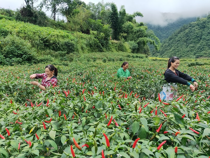 【黔进先锋·贵在行动】奏响乡村振兴“最强音”——凤冈县党组织打出发展新型农村集体经济“组合拳”(图1)