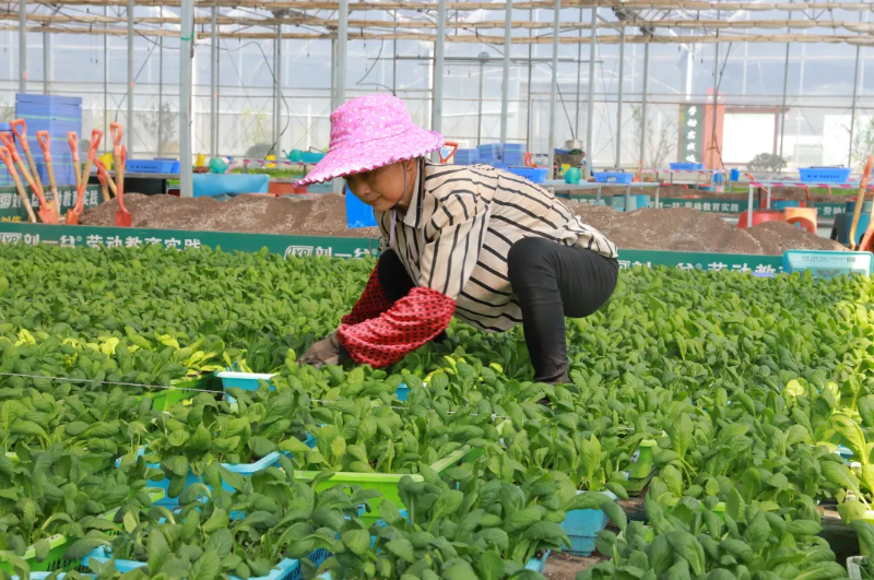 “伏缺”不缺！庐阳“蔬”写盛夏好“丰”景！(图3)