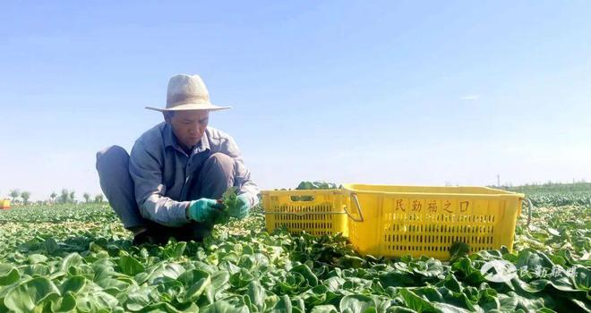38小时！民勤60吨新鲜蔬菜直供粤港澳大湾区“菜篮子”(图3)
