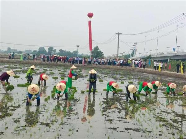 传承农耕技艺弘扬稻作文化——2024第九届禾采插秧文化节开幕(图5)