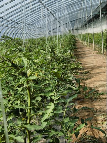 金融浇水忙、蔬菜遍地香---蚌埠工行金融支持“菜篮子”工程(图1)