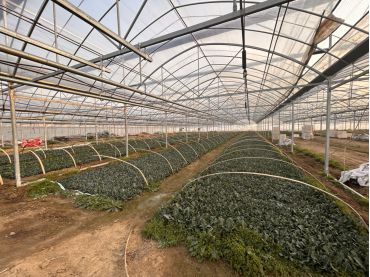 金融浇水忙、蔬菜遍地香---蚌埠工行金融支持“菜篮子”工程(图2)