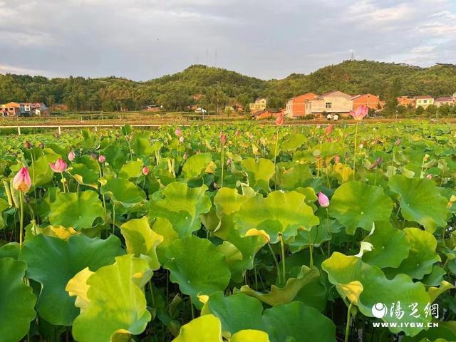 用活生态资源做强有机产业文章——汉阴县双乳千亩荷塘有机农业基地发展侧记(图2)