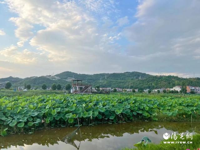 用活生态资源做强有机产业文章——汉阴县双乳千亩荷塘有机农业基地发展侧记(图4)
