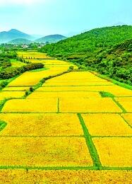 江苏省镇江市句容市戴庄村：稻花香里致富路宽(图2)
