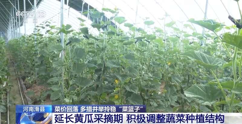 菜价波动后逐渐回落如何拎稳“菜篮子”？(图11)