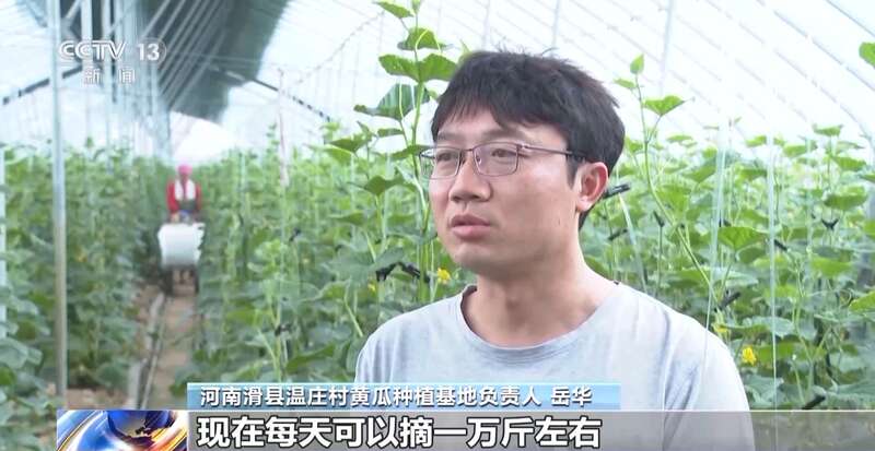 菜价波动后逐渐回落如何拎稳“菜篮子”？(图12)