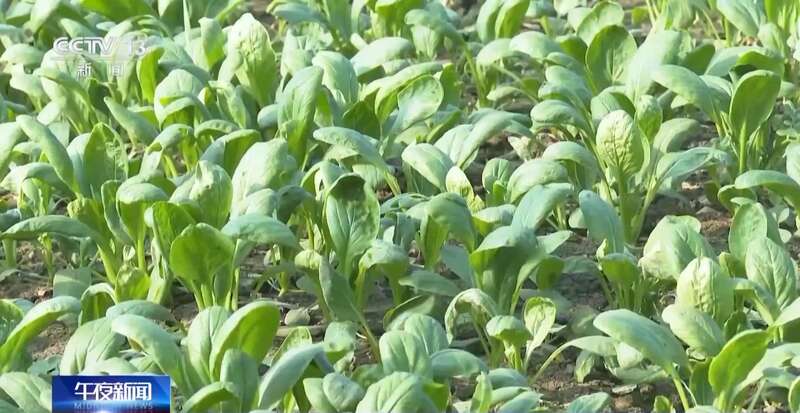 菜价波动后逐渐回落如何拎稳“菜篮子”？(图13)
