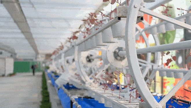 2024第十届北京农业嘉年华在昌平草莓博览园开幕(图4)