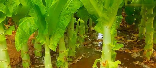 这几种有机蔬菜在生长的过程中是不需要打药一起来了解下(图3)