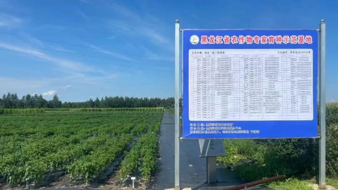 黑龙江推广种植13个蔬菜优异品种(图1)
