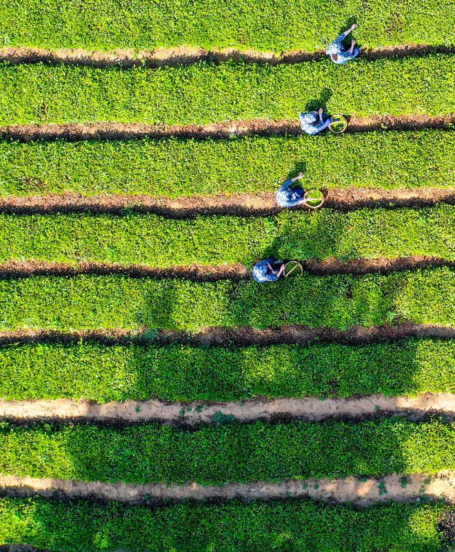 山东日照圣谷山大梁山有机茶园：入选首批“中国大美茶山”亮相2024第三届宝船国际茶文化节（香港）(图8)