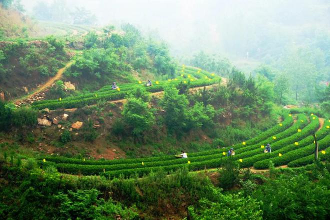 山东日照圣谷山大梁山有机茶园：入选首批“中国大美茶山”亮相2024第三届宝船国际茶文化节（香港）(图6)