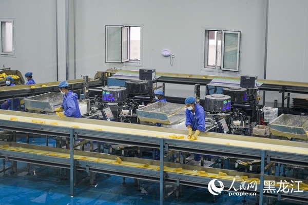 秋韵鹤城丨克东县构建鲜食玉米产业集群式、一体化发展新格局(图1)