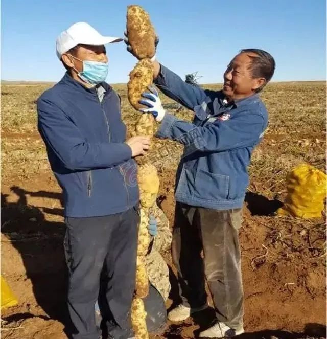 长江蔬菜(图1)