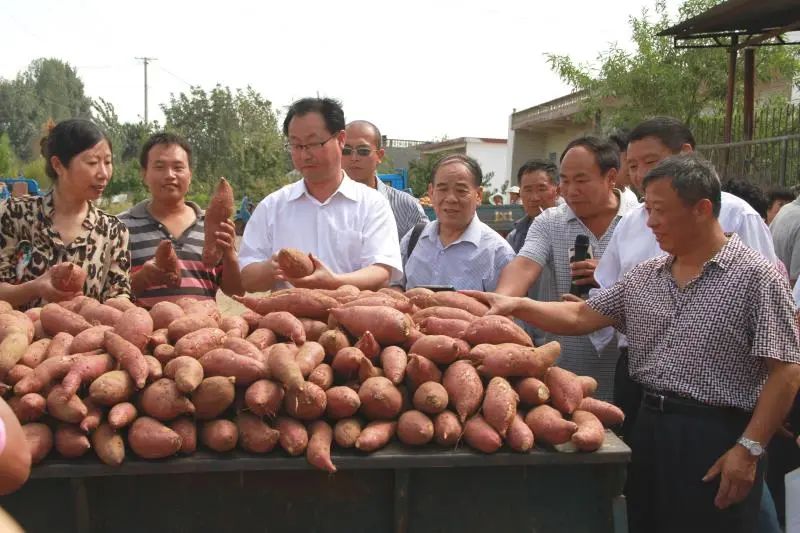 长江蔬菜(图4)