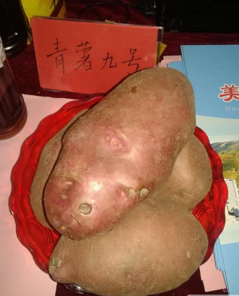 长江蔬菜(图3)