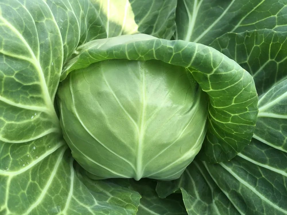 长江蔬菜(图5)