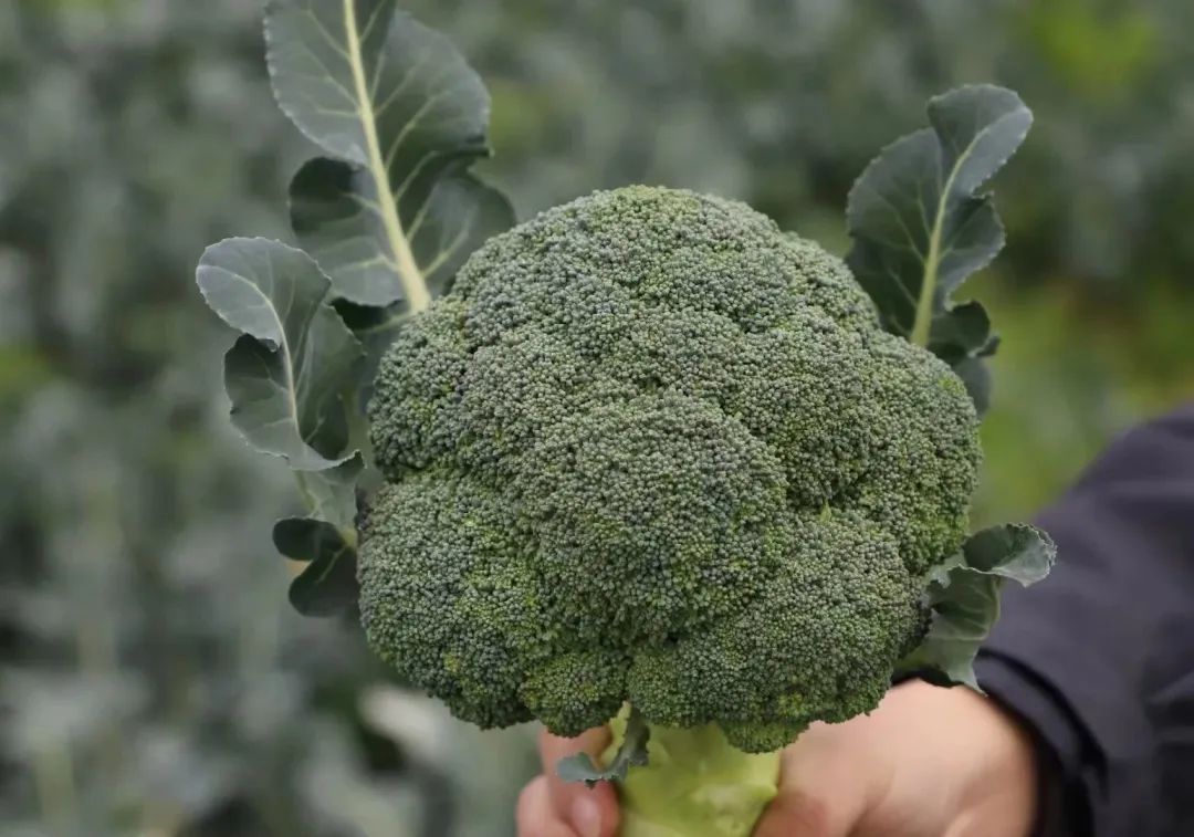 长江蔬菜(图6)