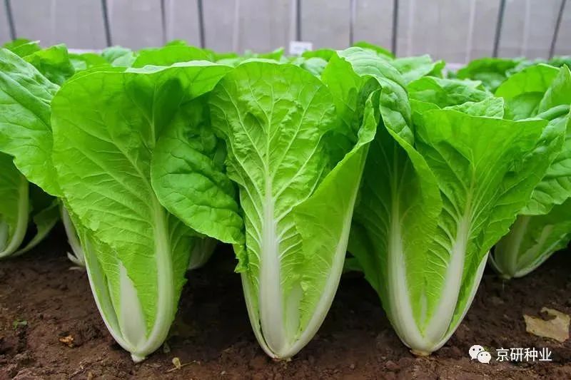 长江蔬菜(图7)