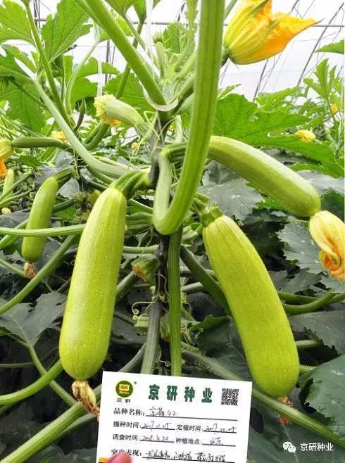 长江蔬菜(图10)