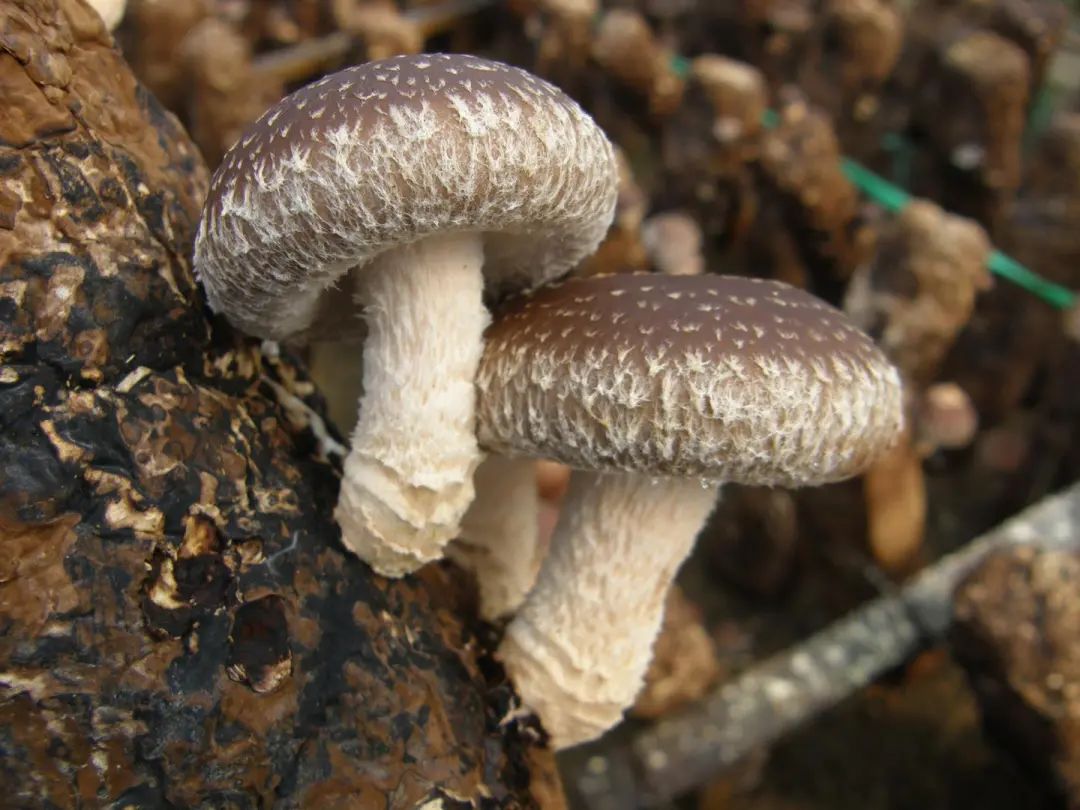 长江蔬菜(图14)