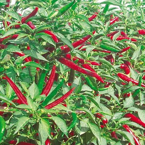 长江蔬菜(图12)