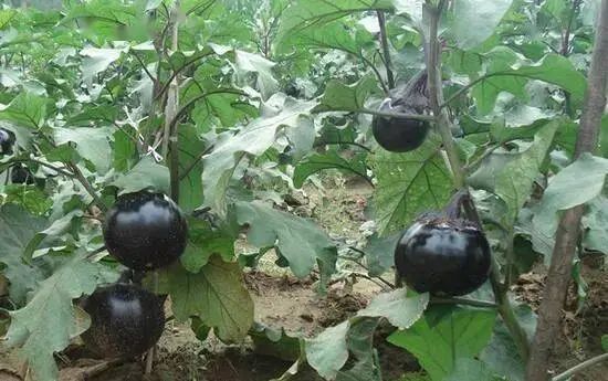 长江蔬菜(图13)