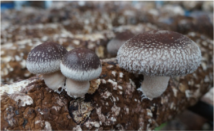 长江蔬菜(图15)