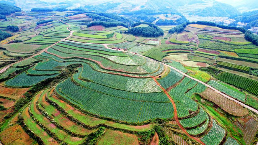 昭通鲁甸：冷凉蔬菜迎丰收_新华网(图4)