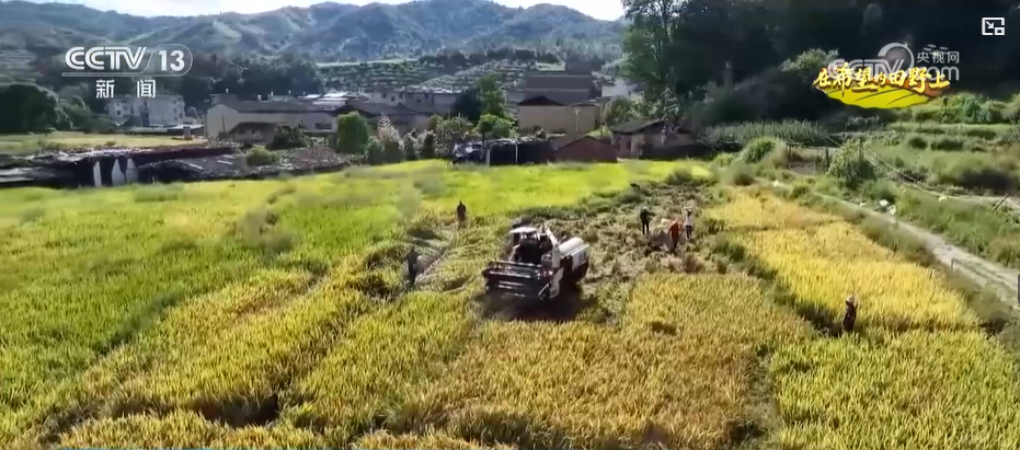 福建古田：推广新品种新模式水稻增产丰收在望(图1)