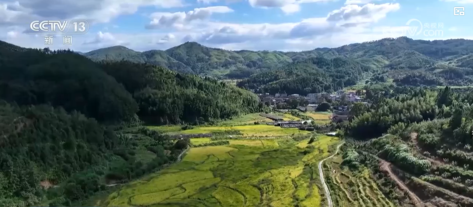 福建古田：推广新品种新模式水稻增产丰收在望(图3)