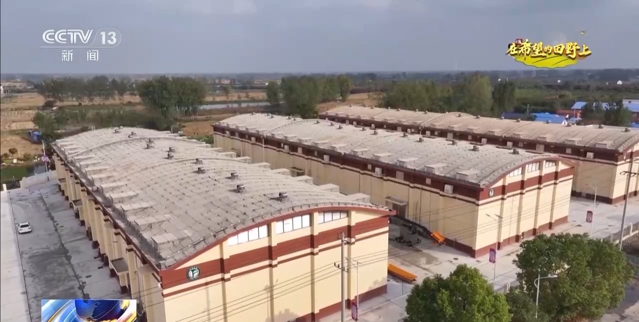 秋粮丰收在望10月的神州大地是金色的(图9)