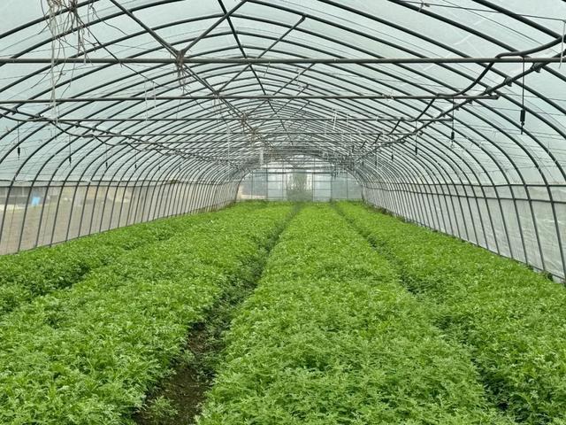 下地即上桌！松江地产有机鲜蔬上市啦(图4)