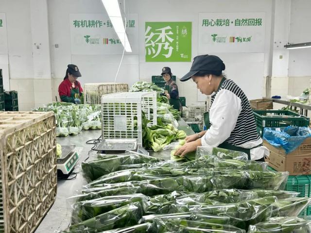 下地即上桌！松江地产有机鲜蔬上市啦(图3)