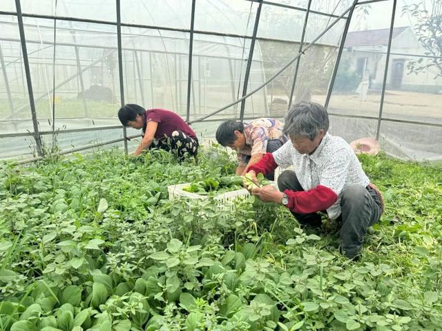 下地即上桌！松江地产有机鲜蔬上市啦(图2)