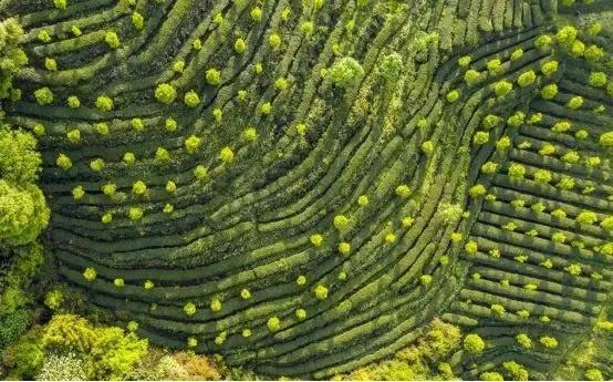 点赞！都江堰市这12个品牌入选2024成都市农业品牌目录(图2)