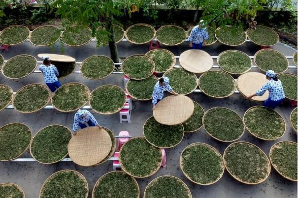 点赞！都江堰市这12个品牌入选2024成都市农业品牌目录(图9)