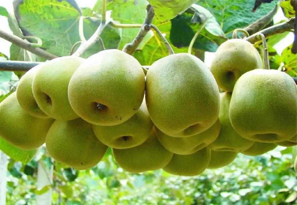 点赞！都江堰市这12个品牌入选2024成都市农业品牌目录(图14)