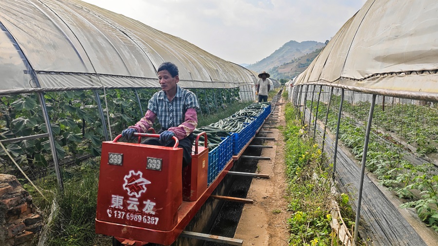 云南墨江：蔬菜大棚“迎丰收”村民增收致富忙_新华网(图3)
