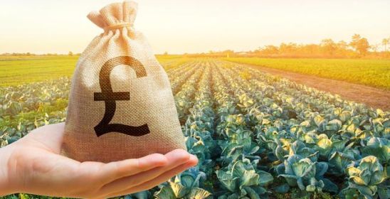 券商:2024年转基因玉米商业化迎来突破;百果园:加码数字化转型(图1)