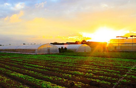 券商:2024年转基因玉米商业化迎来突破;百果园:加码数字化转型(图2)